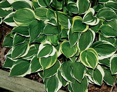 Baby Booties Hosta