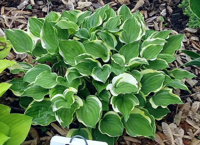 Baby Booties Hosta